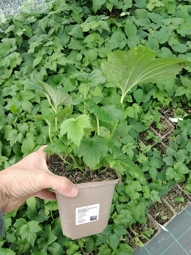 Syysvuokko Whirlwind - 9. 6. 2025