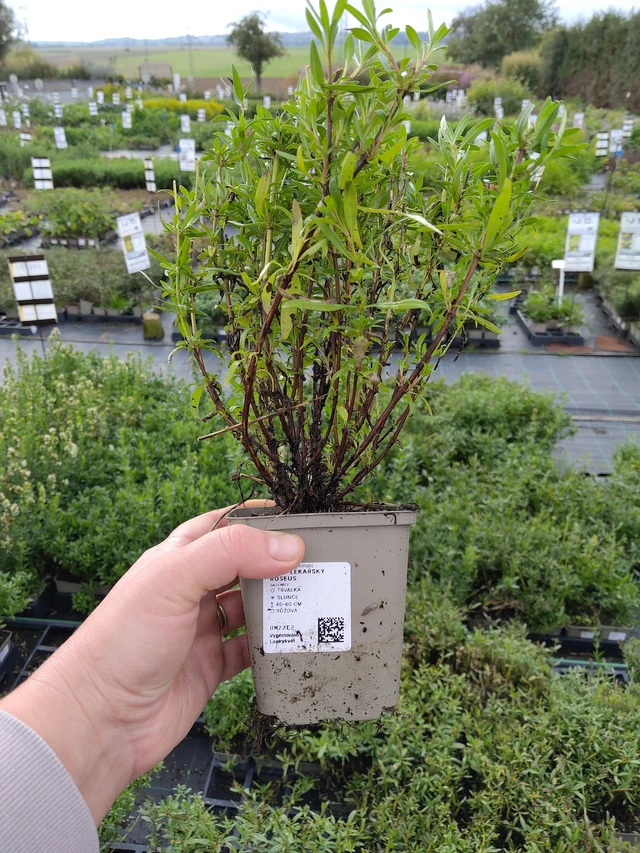 Hisopo Roseus - 9. 10. 2025