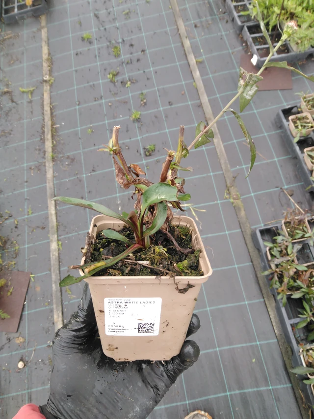 Syysasteri White Ladies - 23. 10. 2025