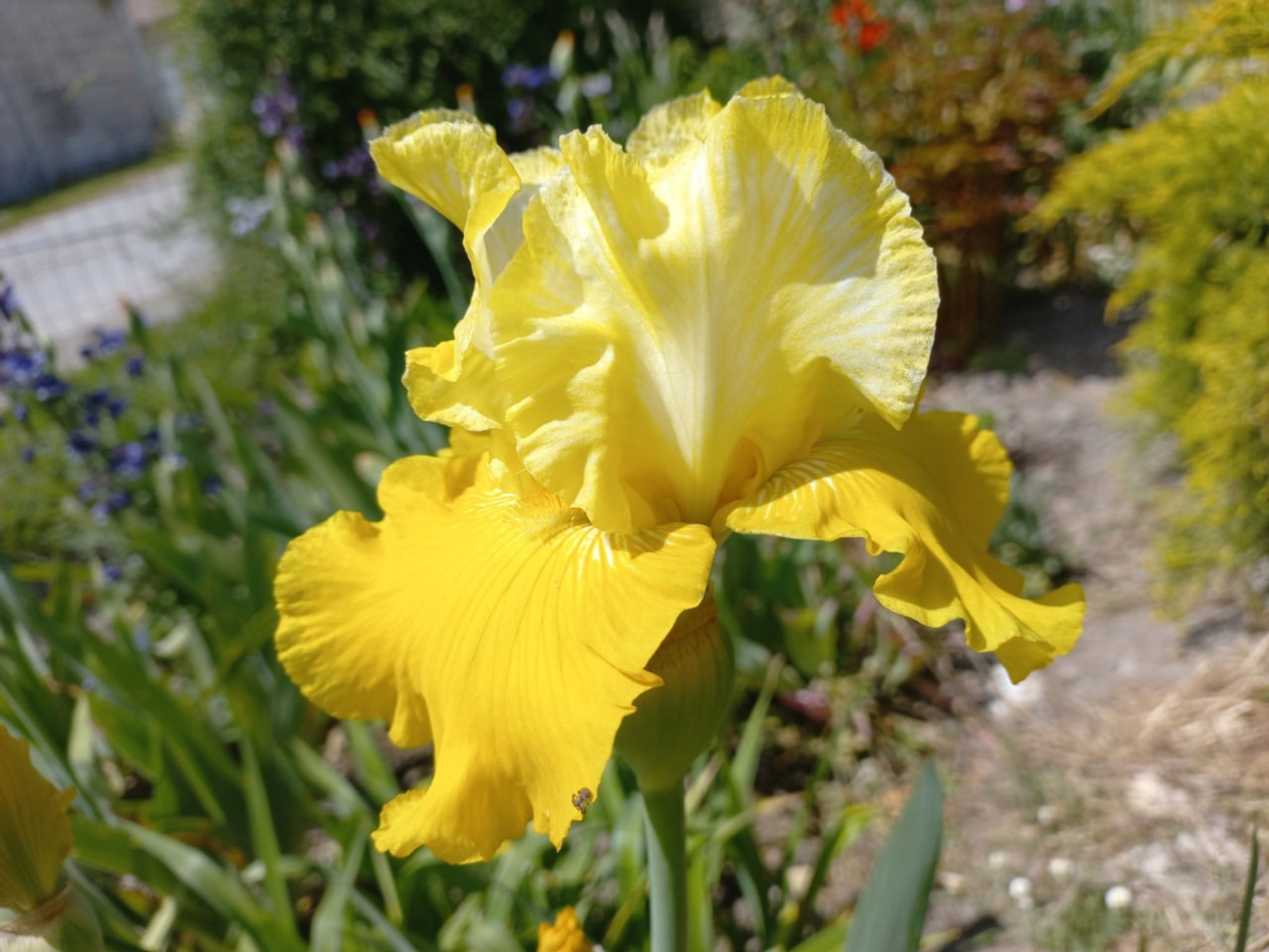 Kurjenmiekka Lune et Soleil, Loukykvět