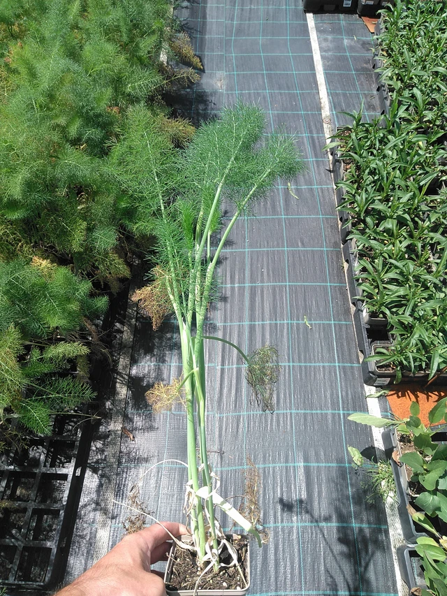 Hinojo - 24. 6. 2025