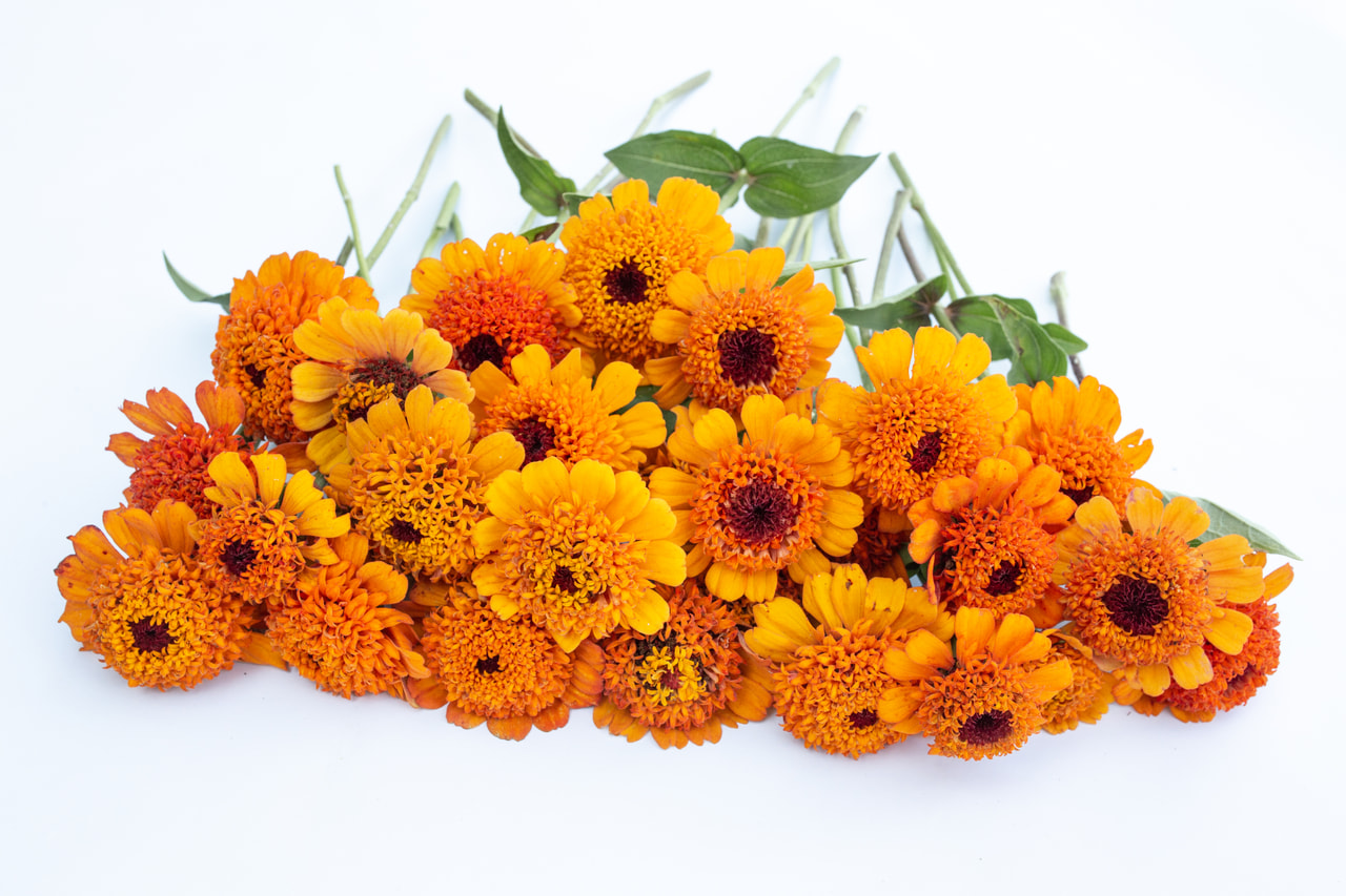 Tsinnia Cresto Orange, Loukykvět