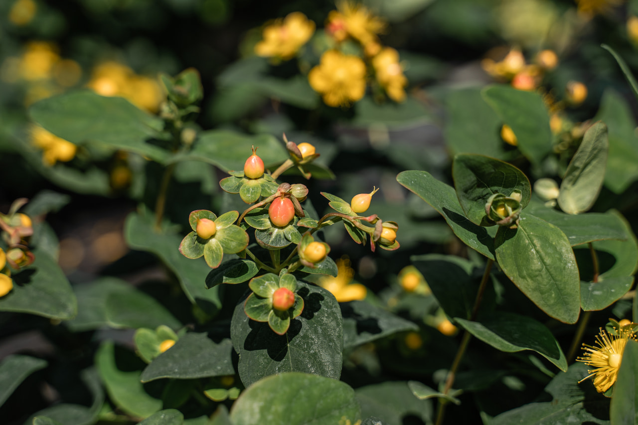 Hipérico Globo Coral, Loukykvět