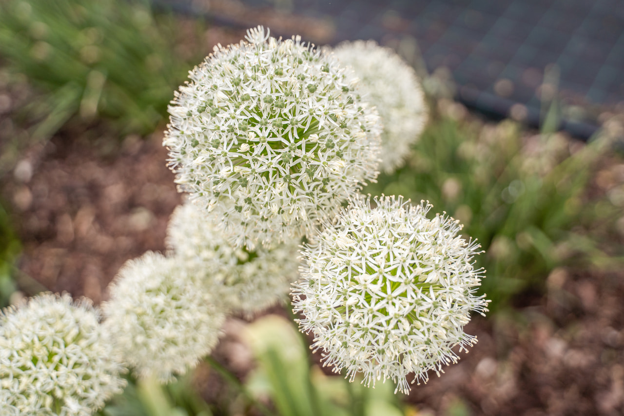 Allium stipitatum Mont Blanc, Loukykvět
