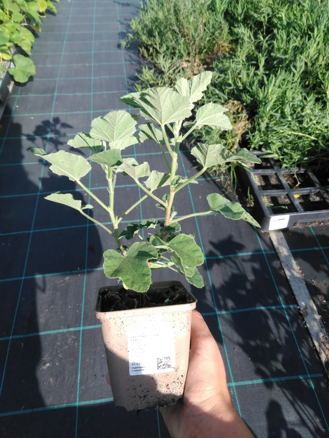 Malvikki Candy Floss - 11. 9. 2025