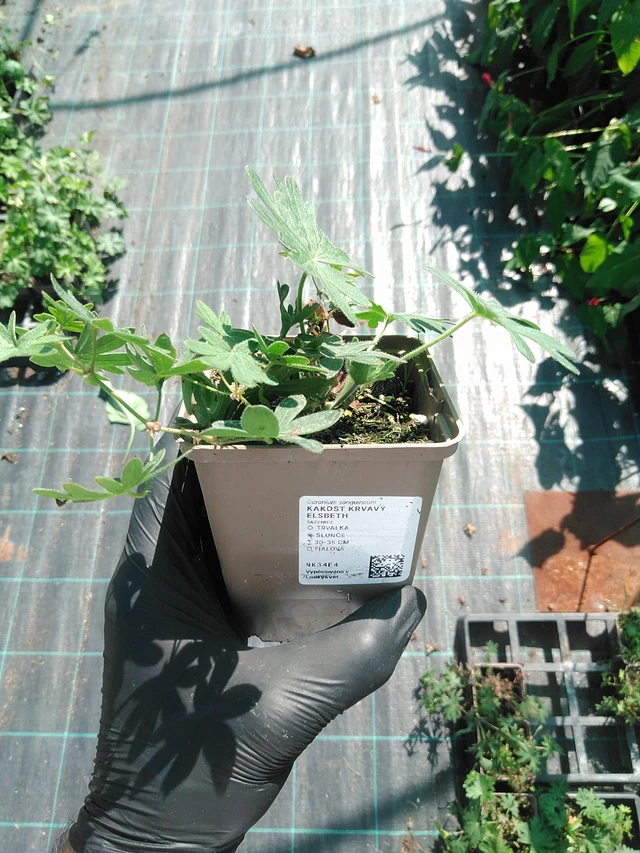 Verikurjenpolvi Elsbeth - 19. 8. 2025