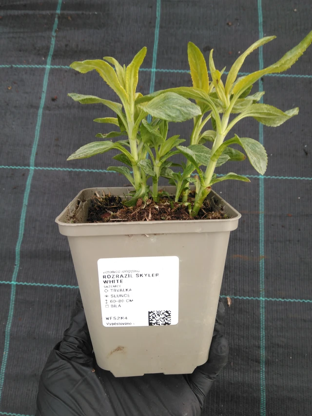 Tädyke Skyler White - 1. 4. 2026