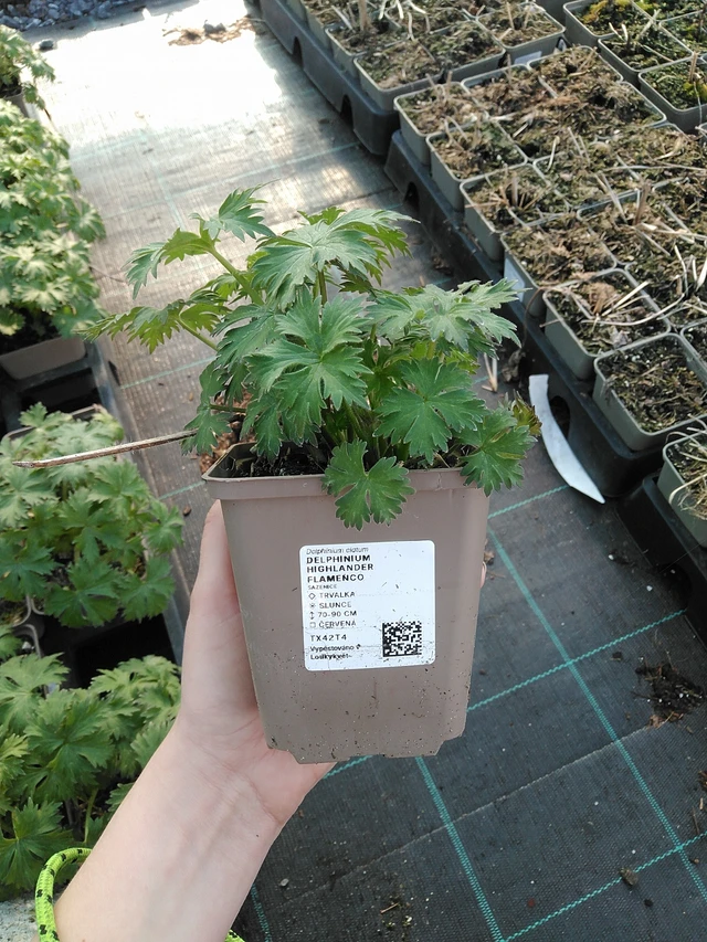 Espuela de caballero Highlander Flamenco - 7. 4. 2026