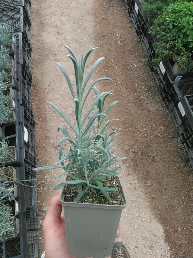 Levandule Alba - 25. 7. 2025