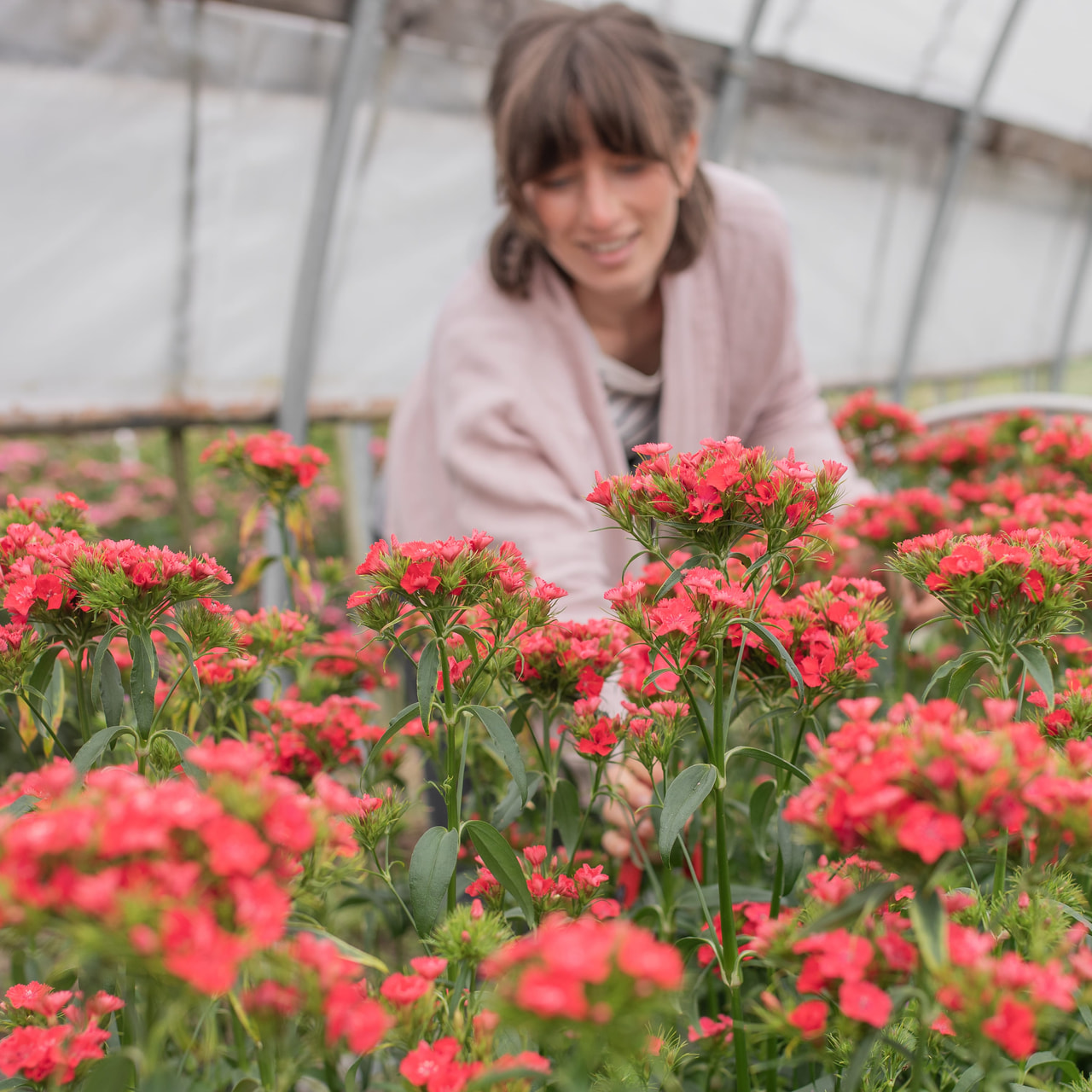 Clavel del poeta Sweet Coral, Loukykvět
