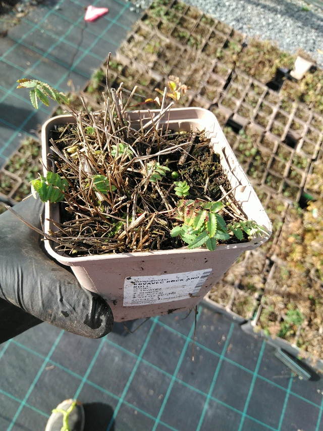 Luppio Rock and Roll - 31. 10. 2025