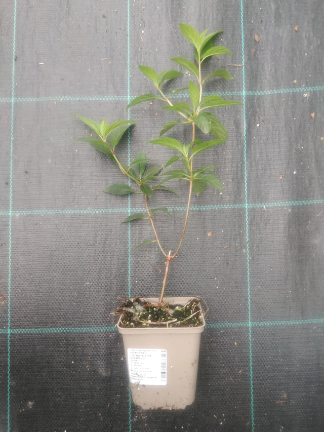 Syyshortensia Pink Diamond - 2024