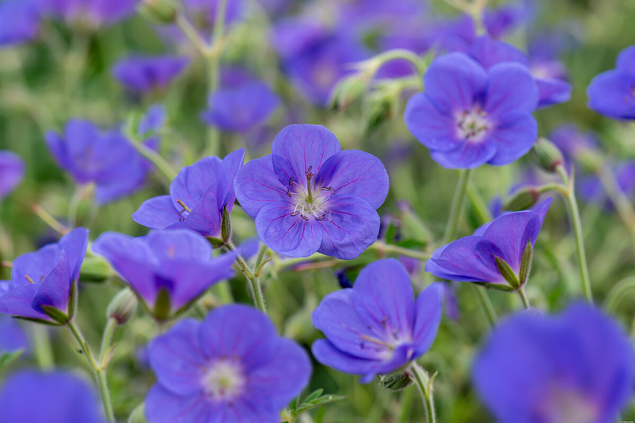 Kurjenpolvi Brookside, Loukykvět