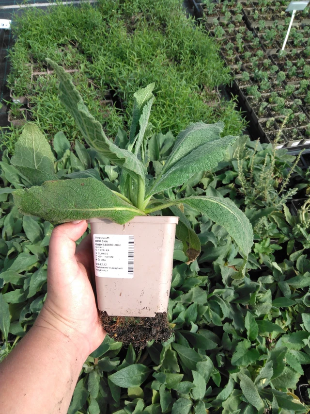 Verbascum Gainsborough - 2024