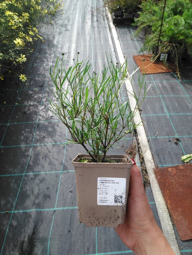 Coreopsis Limerock Dream - 11. 9. 2025