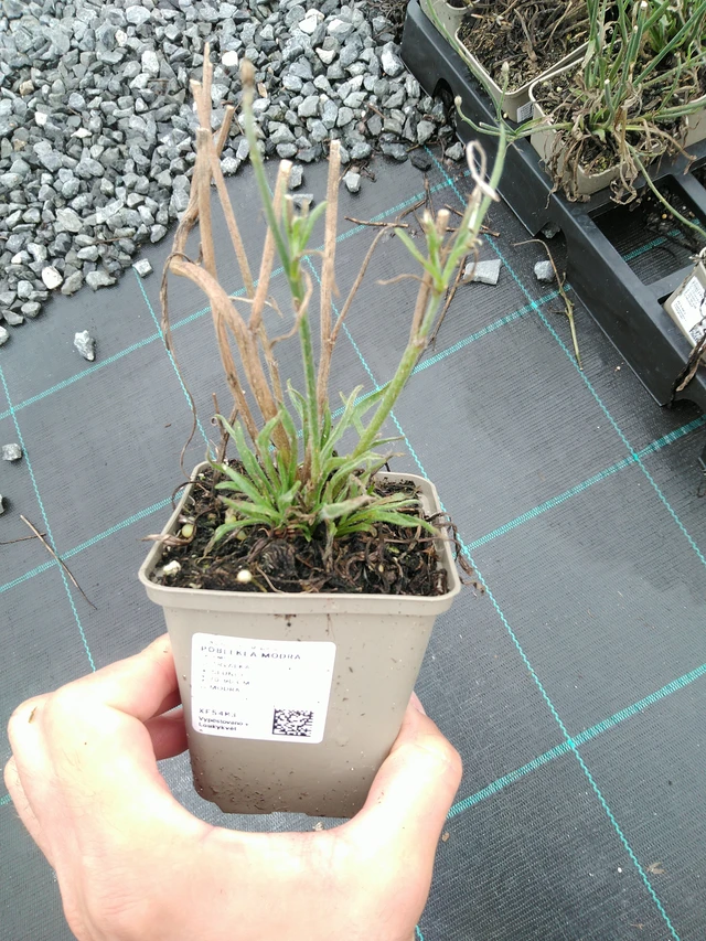 Rakkoiso - 28. 7. 2025