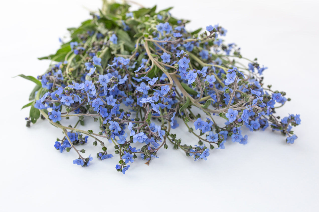 Koirankieli Firmament, Loukykvět