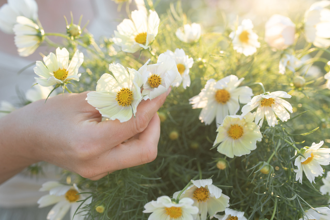 Cosmos Lemonade, Loukykvět