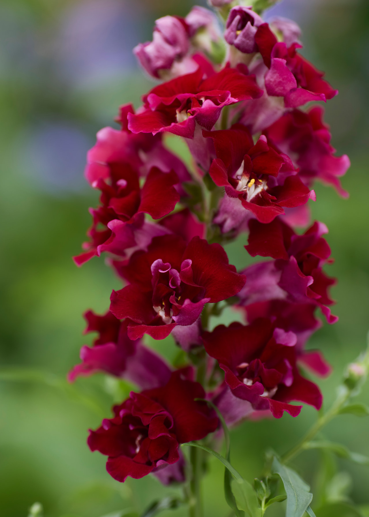 Papuľka DoubleShot Crimson Red, Loukykvět