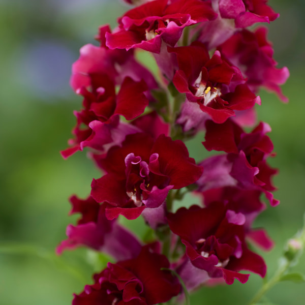 Hledík DoubleShot Crimson Red, Loukykvět