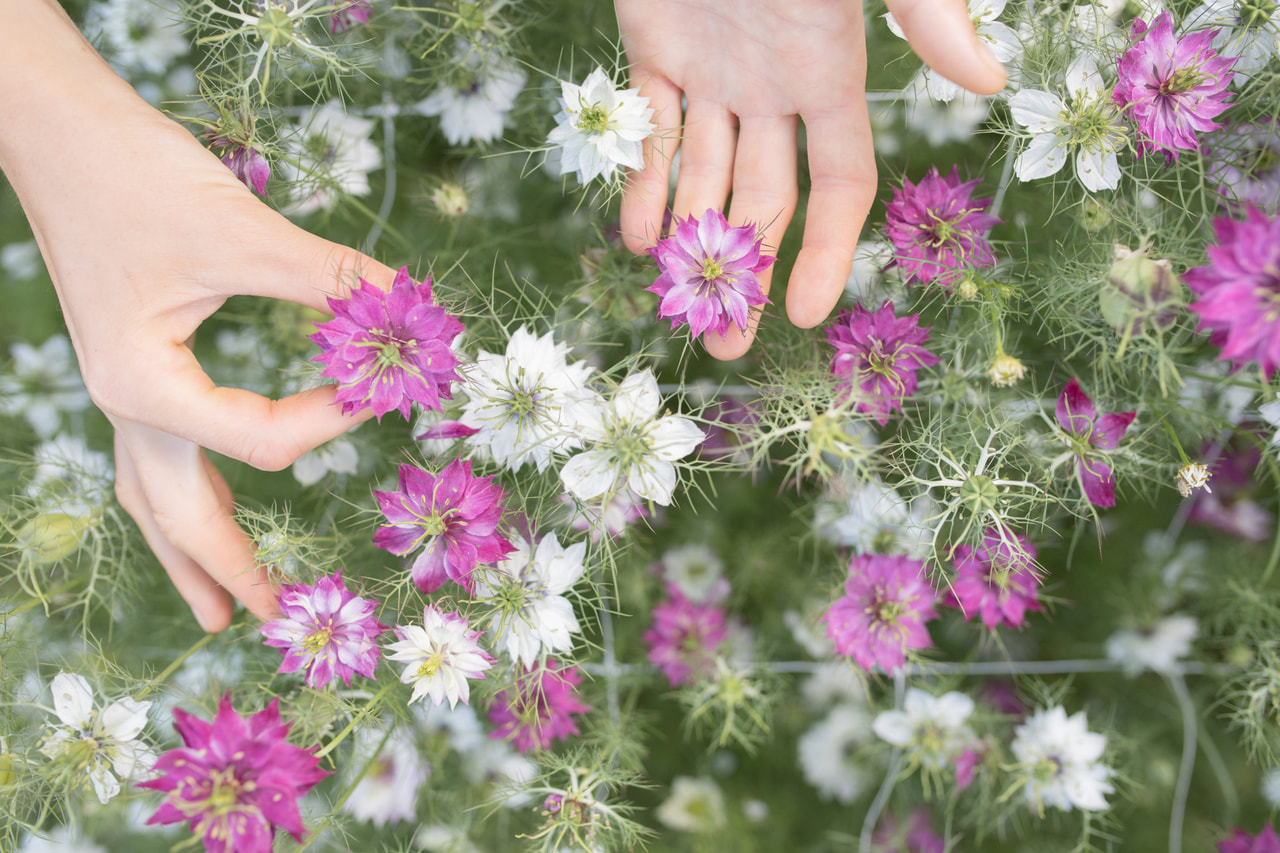 Aed-mustköömen Mulberry Jam Icing Mix, Loukykvět
