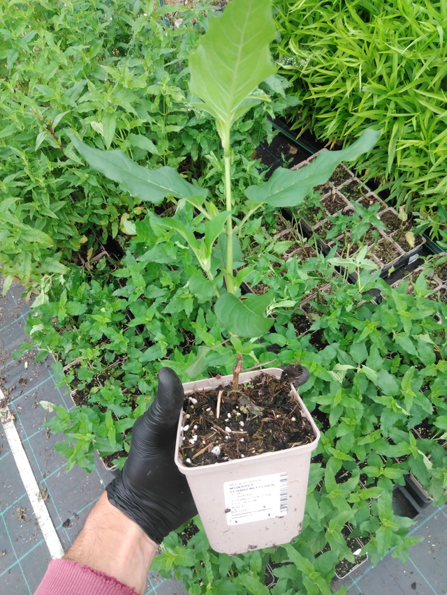 Väriminttu Schneewittchen - 2024