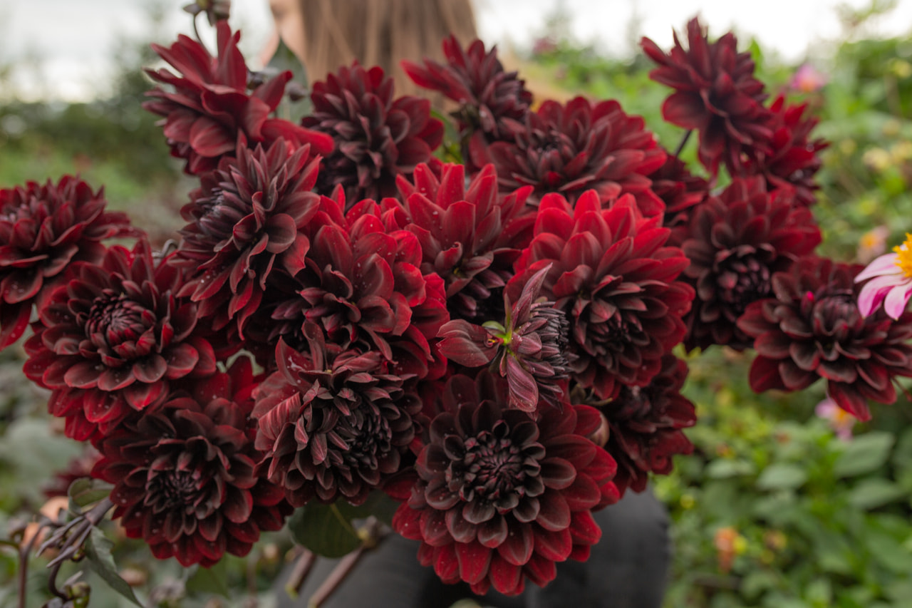 Daalia Karma Choc, Loukykvět