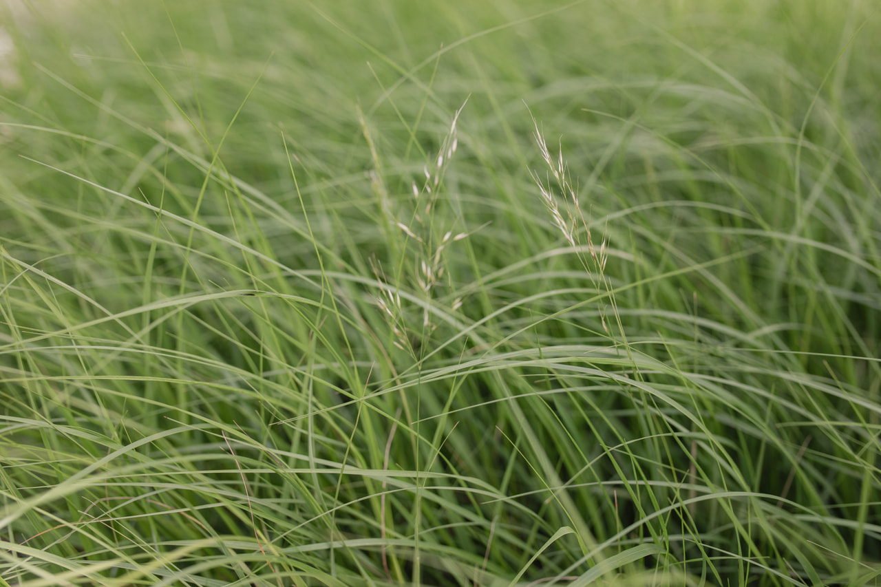 Sølvgræs, Loukykvět