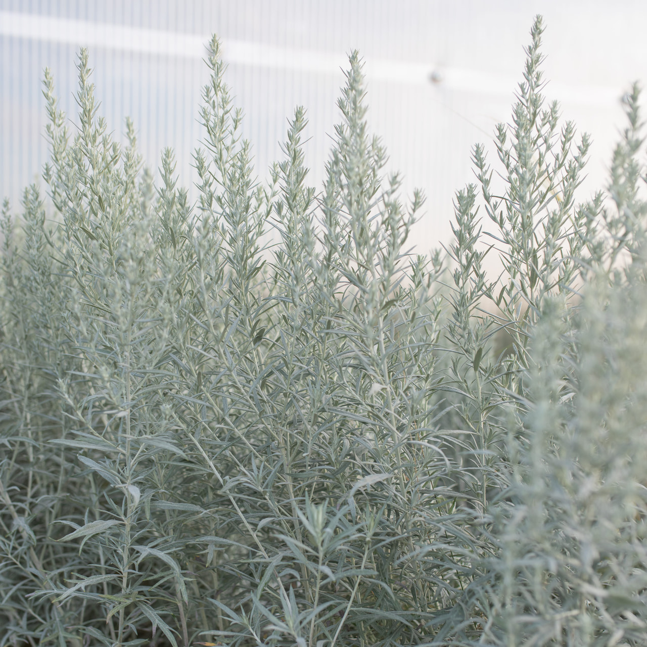 Artemisia ludoviciana, Loukykvět