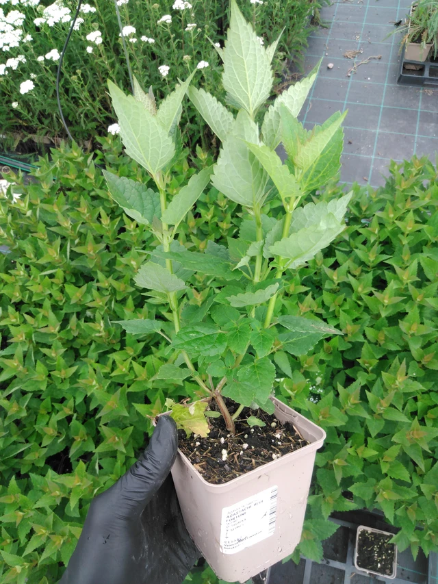 Jätti-iiso Blue Fortune - 2024