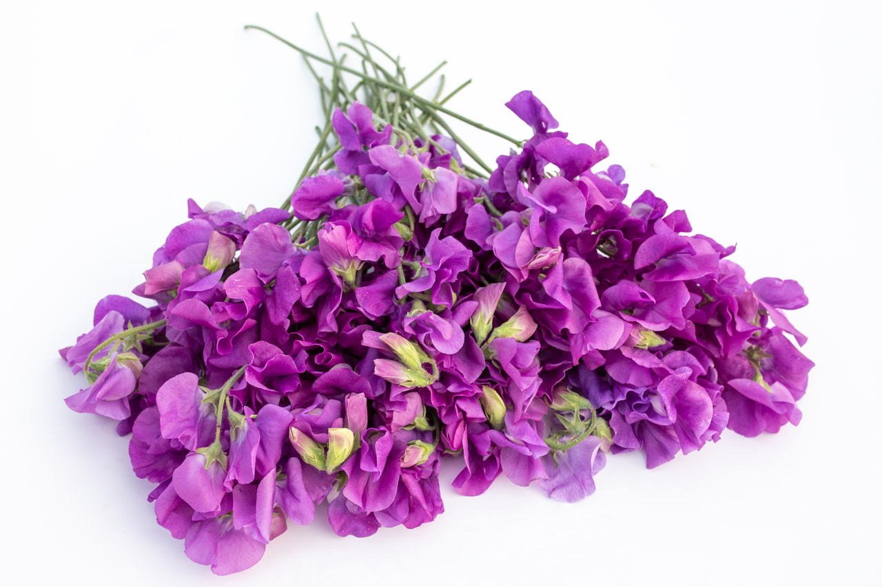 Lathyrus Winter Sunshine Mauve, Loukykvět