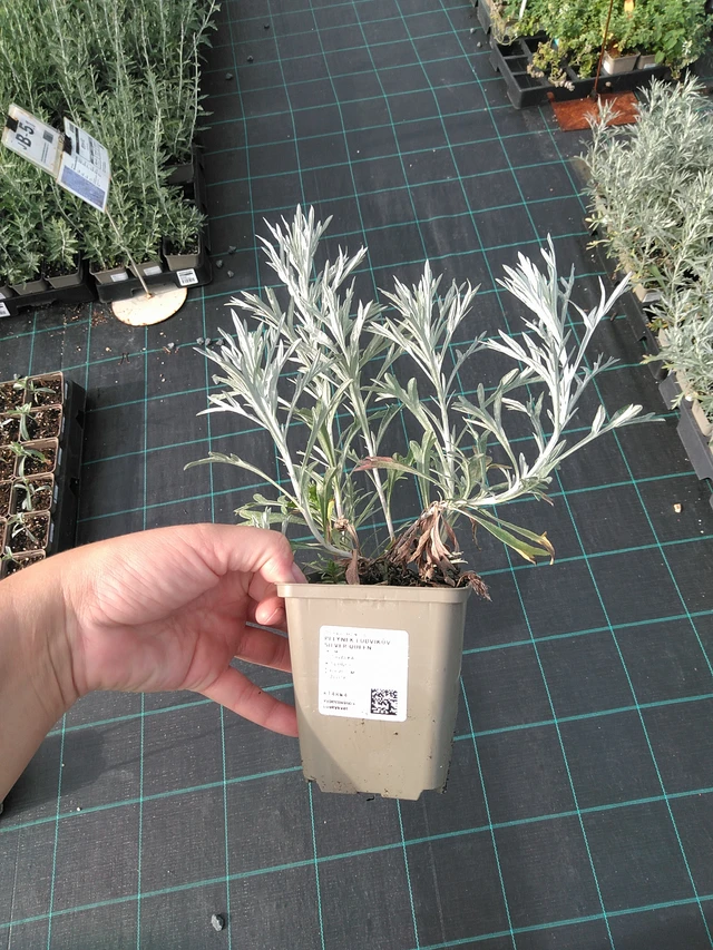 Artemisa Silver Queen - 11. 7. 2025