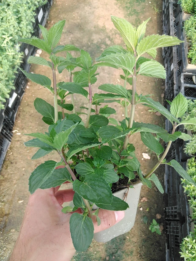 Menta After Eight - 1. 7. 2025