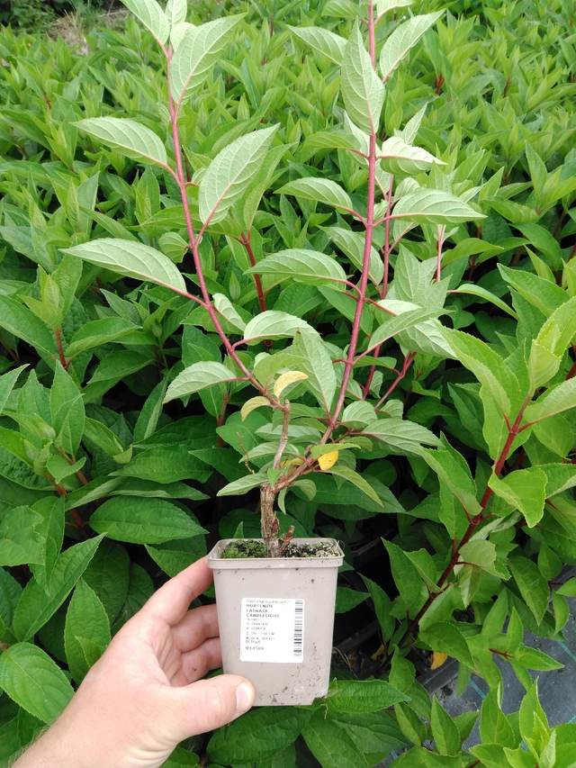 Syyshortensia Candlelight - 2024