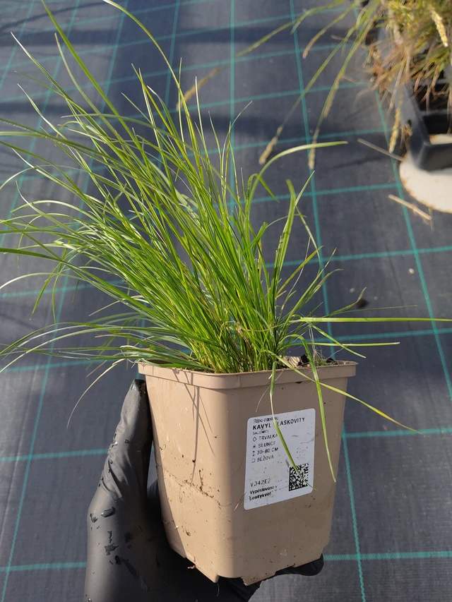 Hiushöyhenheinä - 12. 9. 2025