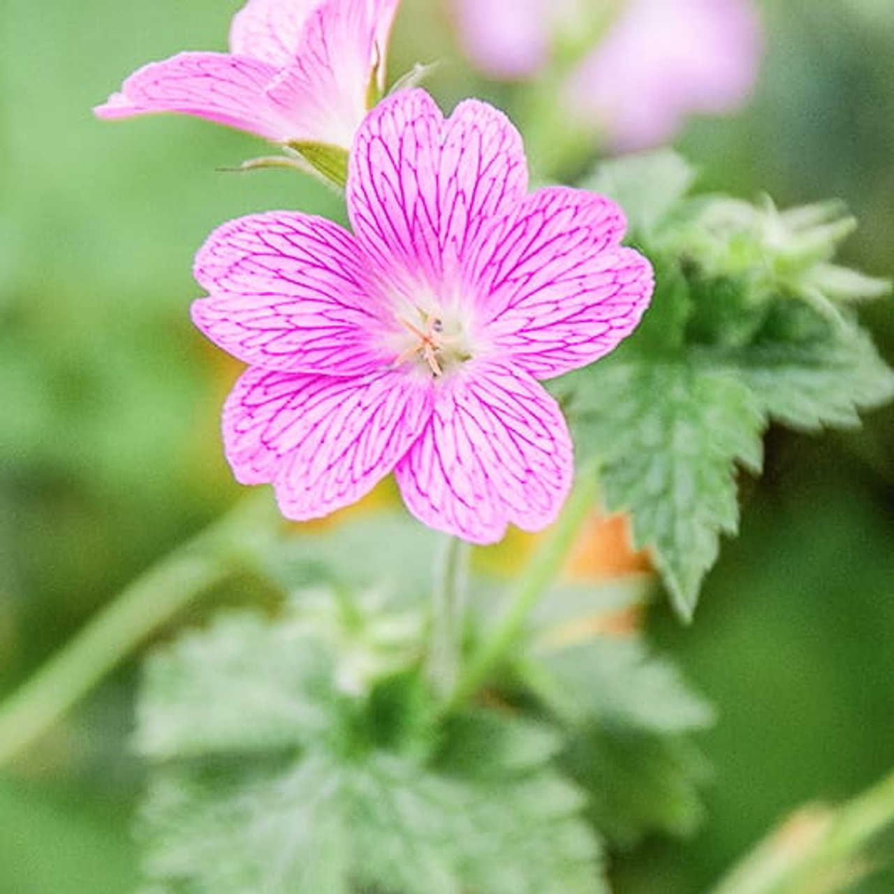 Kurjenpolvi Claridge Druce, Loukykvět