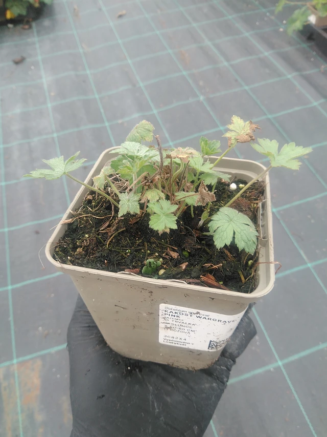 Kurjenpolvi Wargrave Pink - 10. 9. 2025