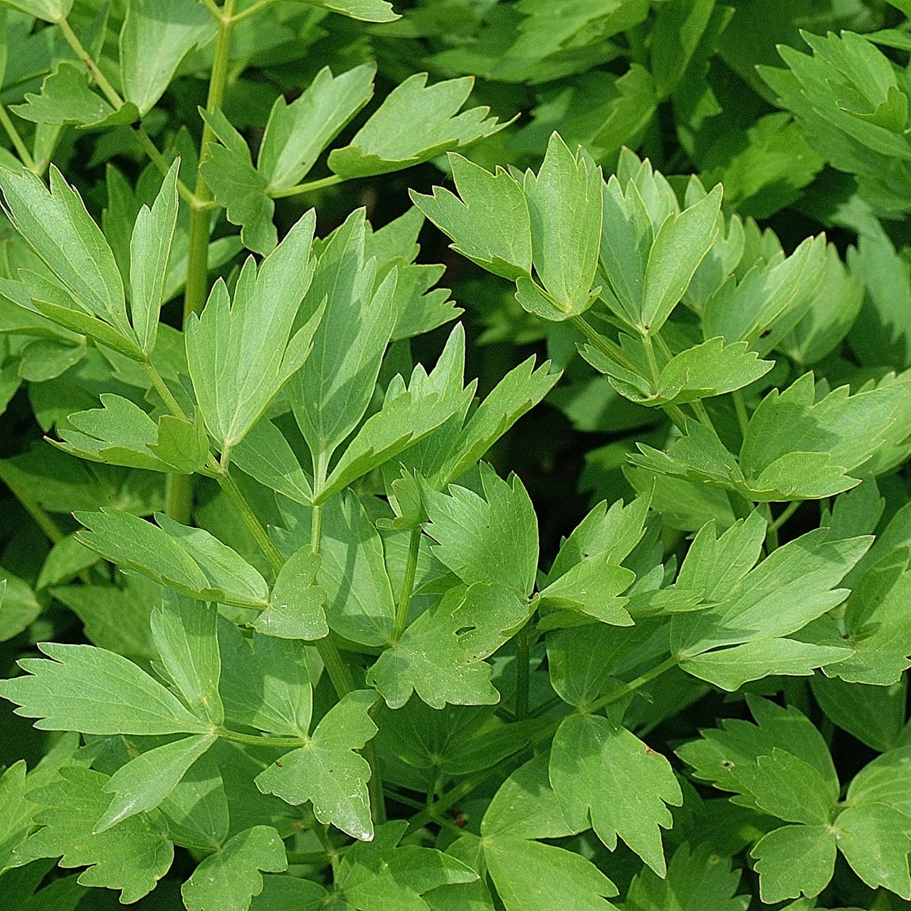 Lovage, Loukykvět