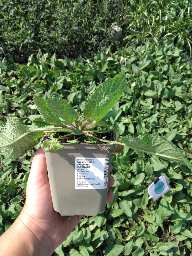 Salvia pratensis Twilight Serenade - 2024