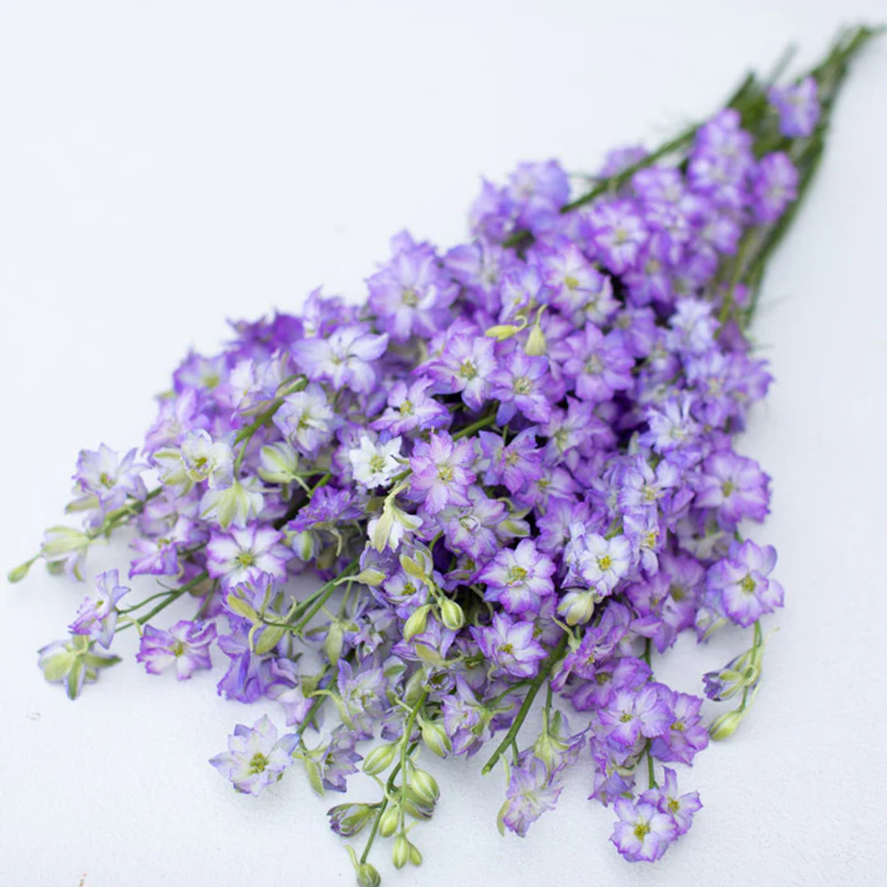 Larkspur Frosted Skies, Loukykvět