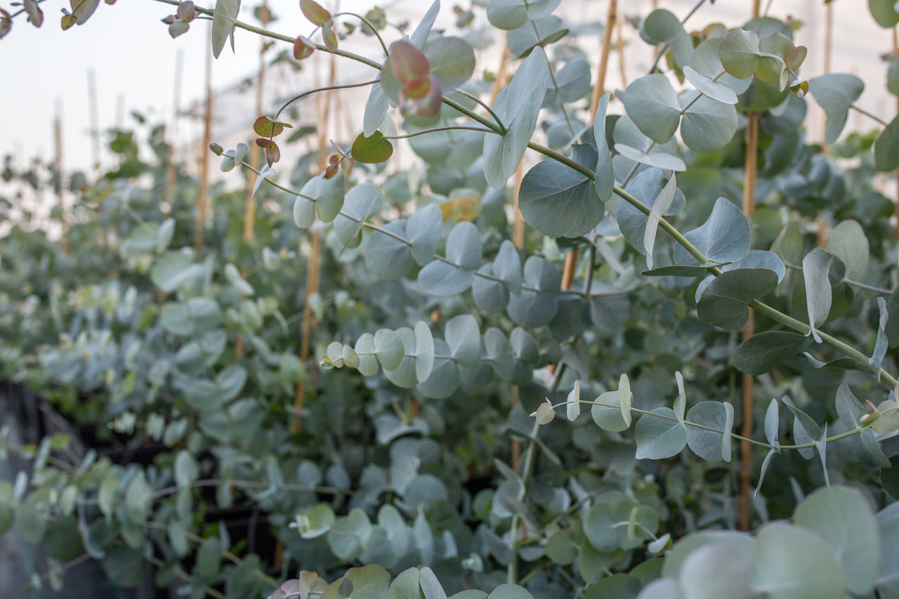Eucalipto Silver Dollar, Loukykvět