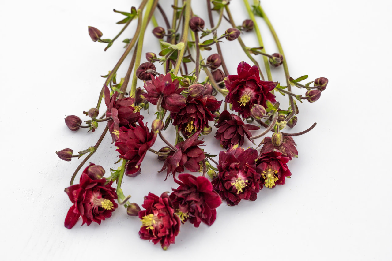 Aguileña Bordeaux Barlow, Loukykvět