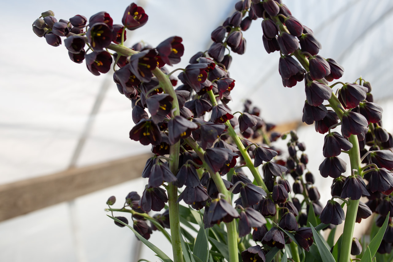 Persianpikarililja, Loukykvět