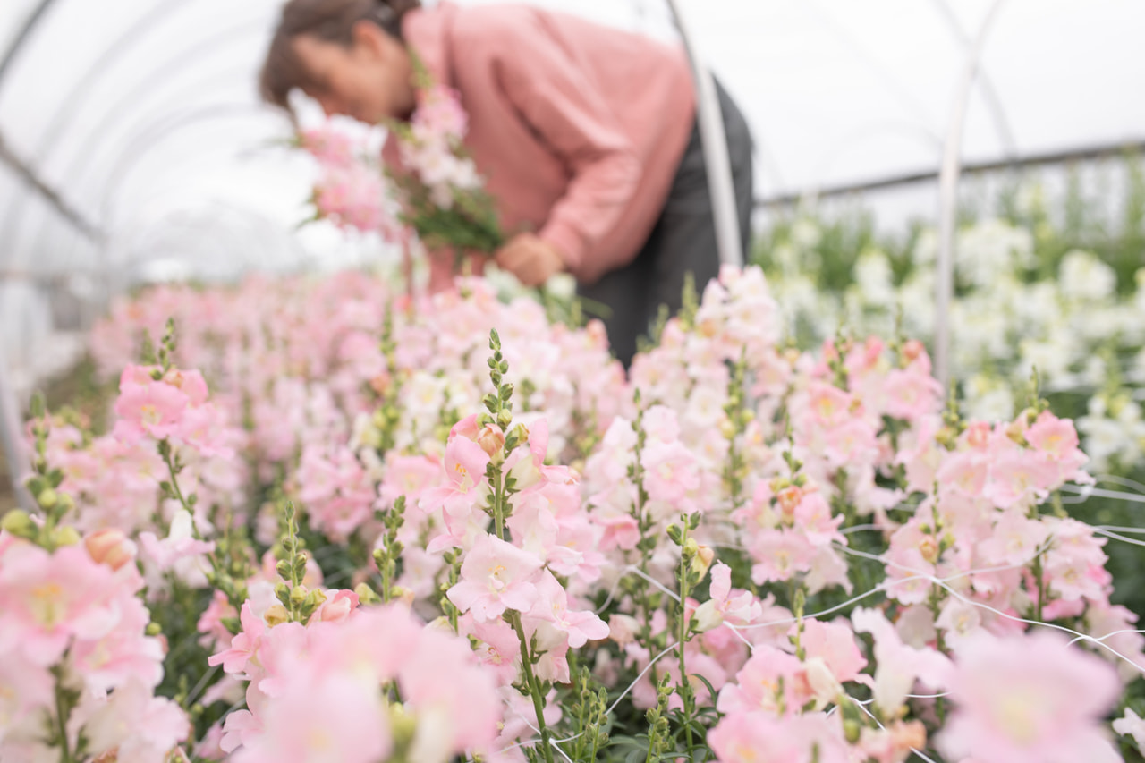 Leijonankita Frappe Light Pink, Loukykvět