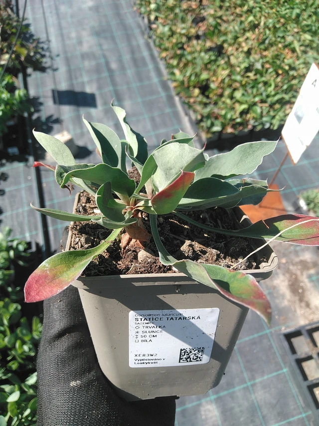 Limonium tataricum - 1. 7. 2025