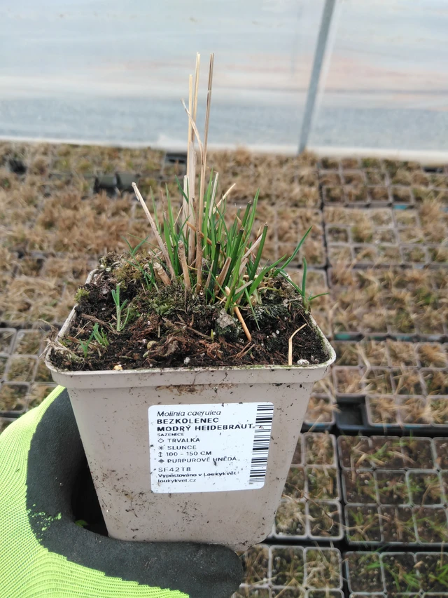 Siniheinä Heidebraut - 8. 4. 2025