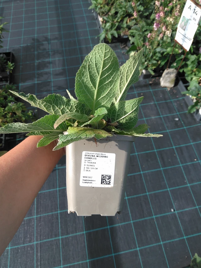 Verbascum Wedding Candles - 11. 7. 2025