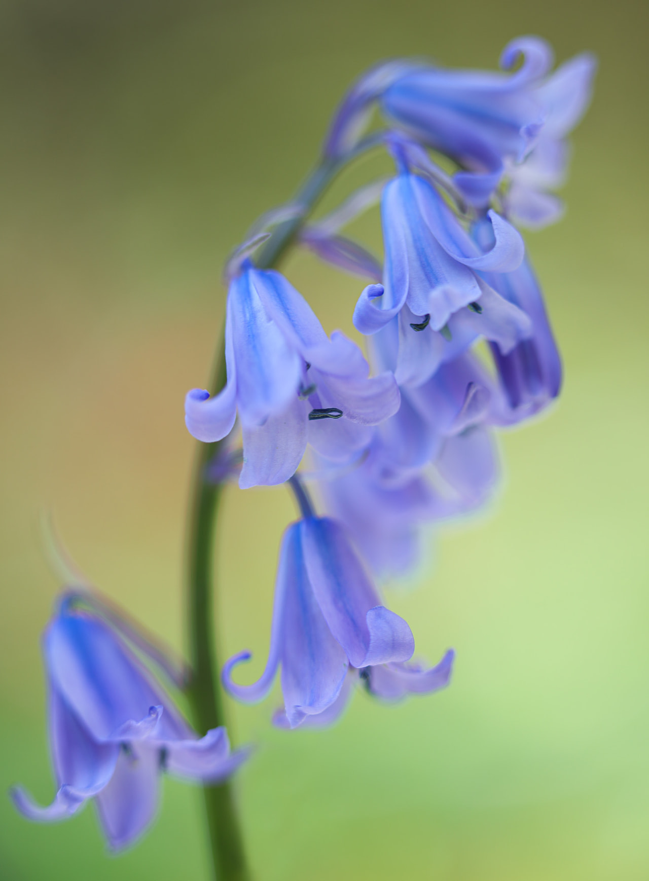 Espanjansinililja Mix, Loukykvět