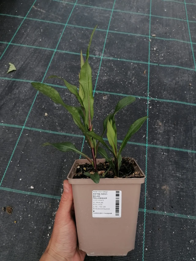 Syysasteri Fellowship - 2024