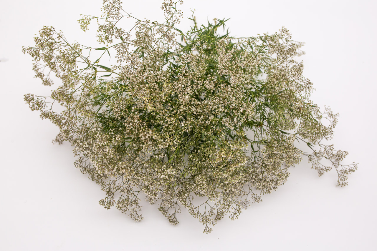 Morsiusharso, Loukykvět